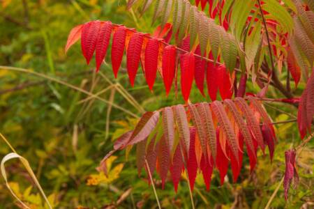 01 - Autumn Sumac