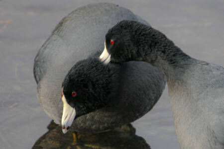 01b A 'Coot' Couple