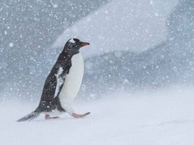 03b A Penguin's Best Day