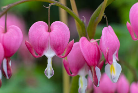 03b Bleeding Hearts