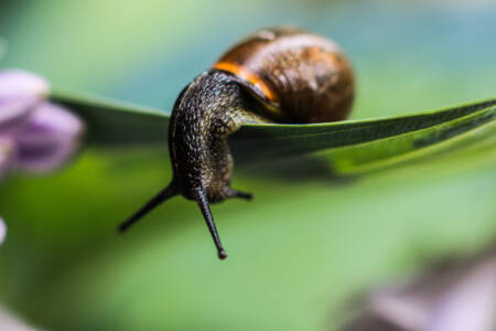 03b Snails Pace