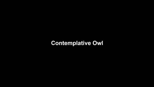 07a Contemplative Owl