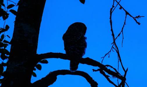 07b Contemplative Owl