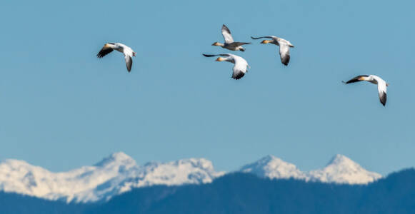 15b Returning Snow Geese