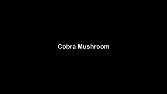 16a Cobra Mushroom