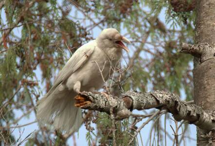 17 - White Raven