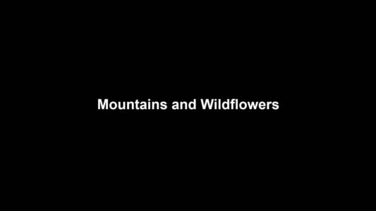 17a Mountains And Wildflowers