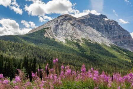 17b Mountains And Wildflowers