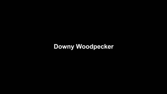 18a Downy Woodpecker