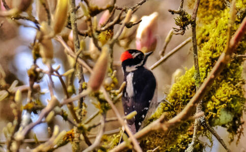 18b Downy Woodpecker