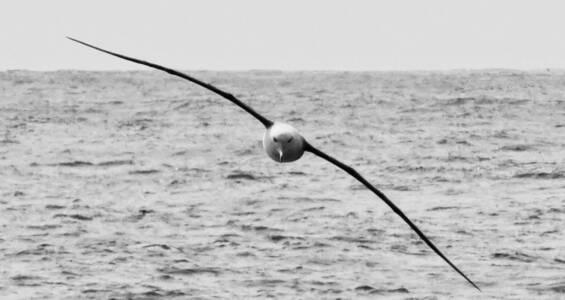 22b Wandering Albatross