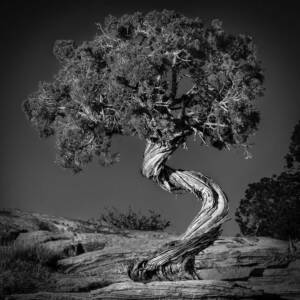 23b Natures Pirouette