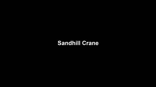 24a Sandhill Crane