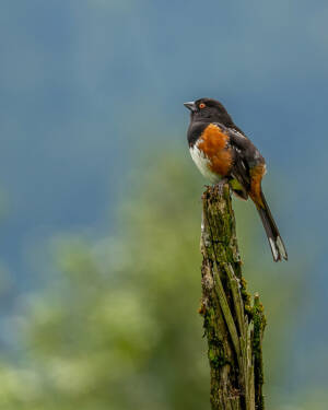 Spotted Towhee