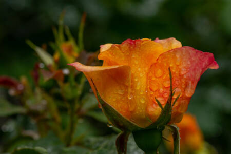 29 - Raindrops On Roses