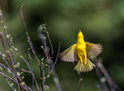 08 - Yellow Warbler