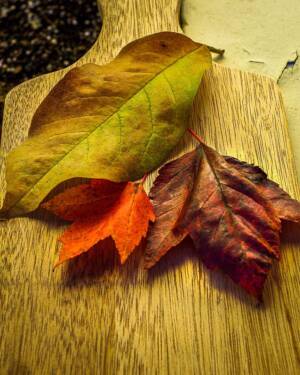 Antoinette - Autumn Leaves - Jerry Edit