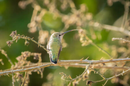 John Saremba - 2 Hummingbird