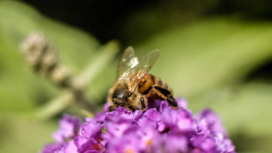 Kathy Corbeil 1Macro