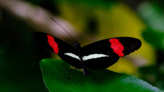 Kathy Corbeil 3Symmetry