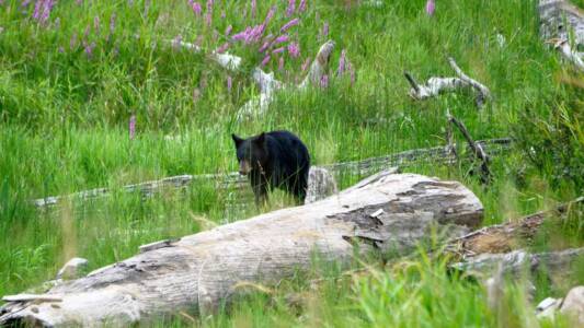 Kathy Corbeil 4Wildlife