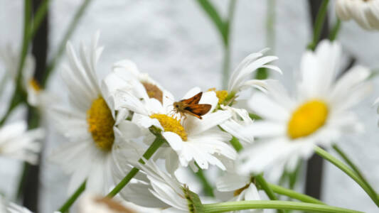 Kathy Feeding On A Daisy - Kathy Corbeil