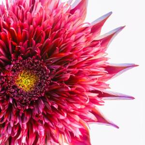 Lisa Stewart Summer 1