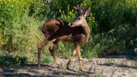 Loch McJannett - Bucks Own Shadow