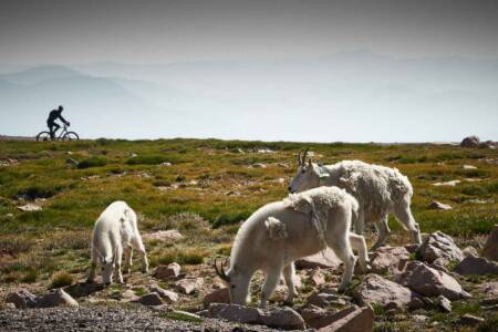 Louis Smit (Wildlife)Mountain Goats 3