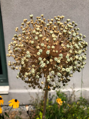 Patricia Barret - Burst Of Seeds