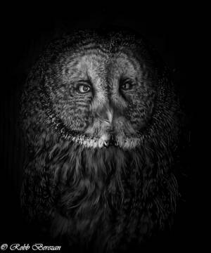 Robb Snowey Owl Portrait - RobbBerezan.jpg
