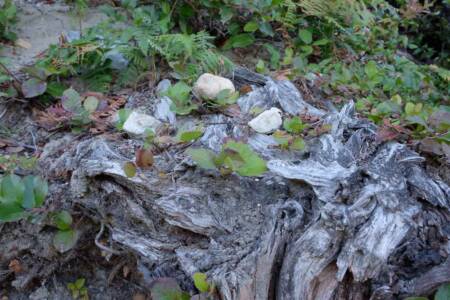 Rocks N Leaves - Steve Photo - AAA Orig