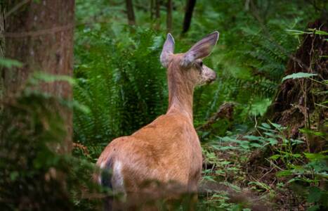 Steve Kazemir - Oh Deer (Wildlife)