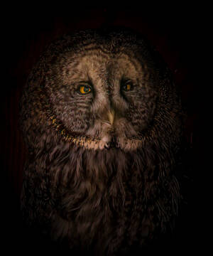 Wise Old Owl - Robb Berezan